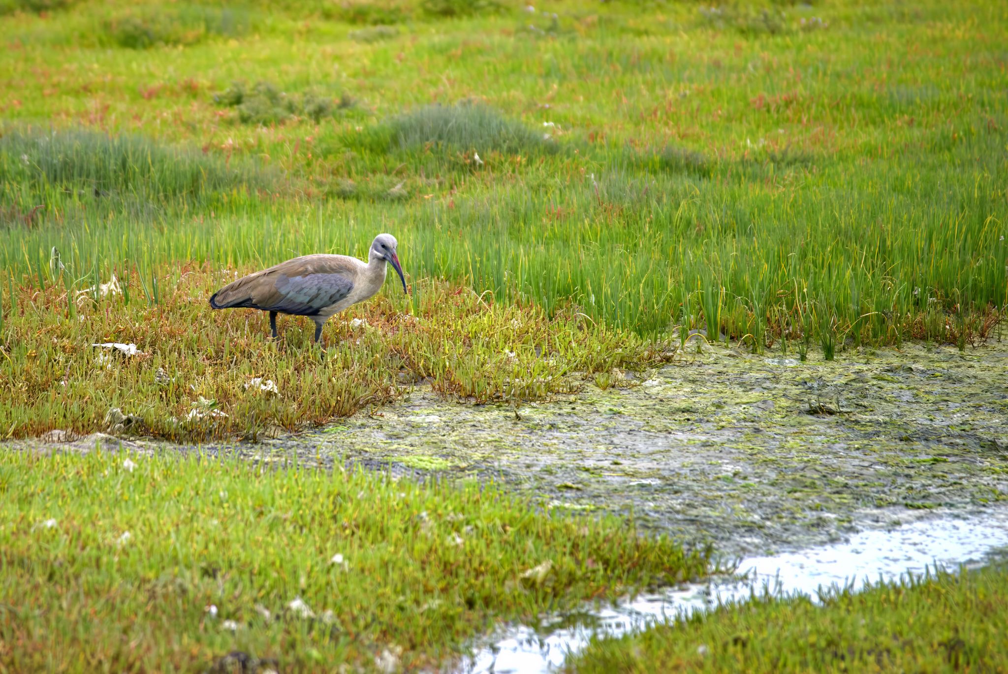 Knysna: Hagedasch-Ibis  im Gebiert der Knysna Waterfront